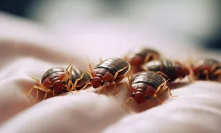 image article blog preuveo comment se débarrasser des punaises de lits