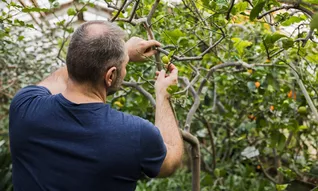 Constat d'huissier pour constater les branches du voisin